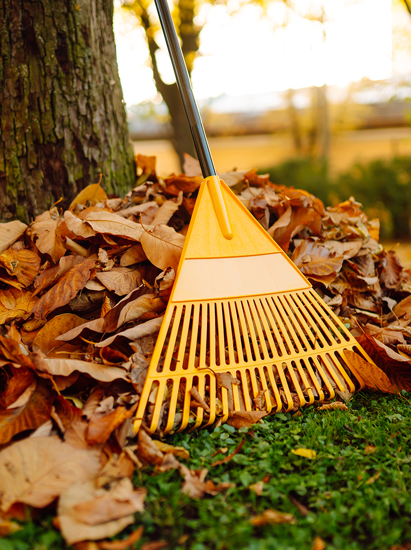 harava ja kasa lehtiä syksyllä